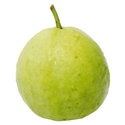 Guava